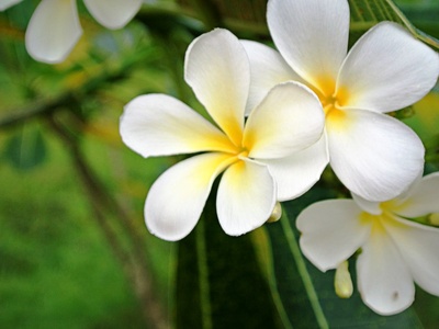 Frangipani