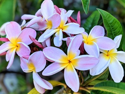 Frangipani variety (yellow)