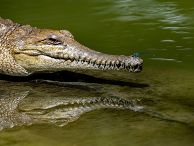 Freshwater crocodile