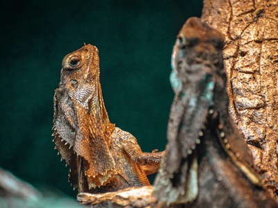Frilled-neck lizard