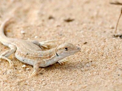 Fringe-fingered lizard