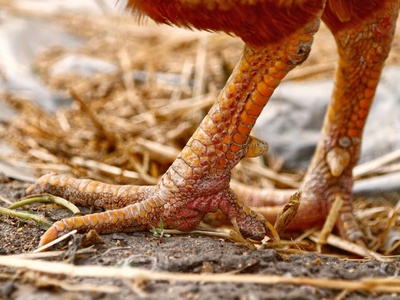 Fringe-toed lizard