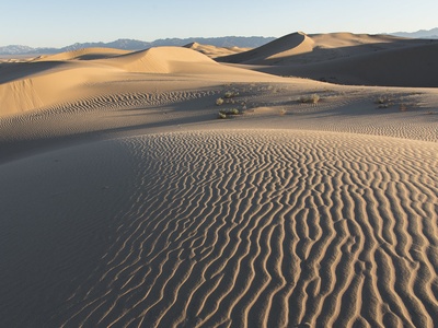 Fringe-toed lizard (Mojave)