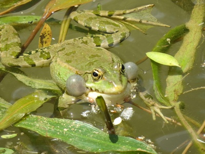 Frogs (saltatory amphibians)