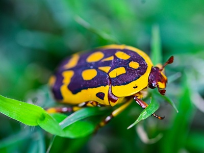Fruit chafer (Green June beetle)