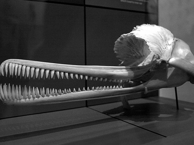 Ganges river dolphin