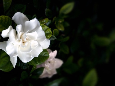 Gardenia