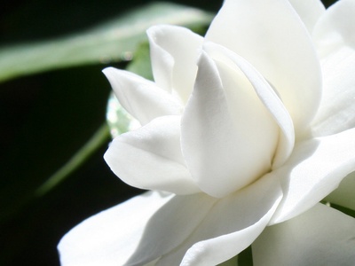 Gardenia