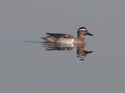 Garganey