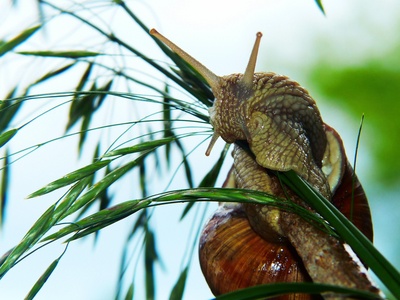 Giant African land snail