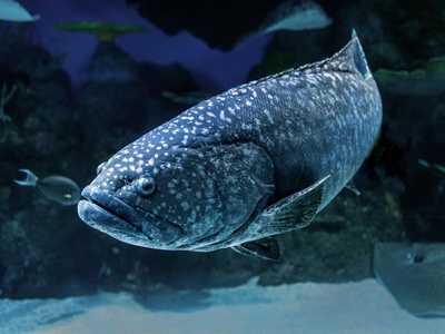 Giant grouper