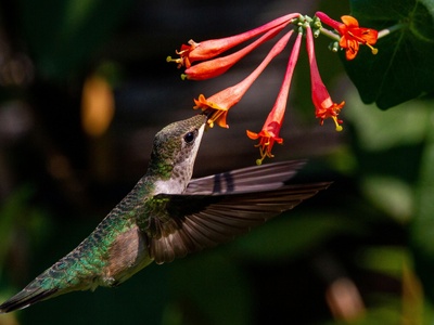 Giant Hummingbird