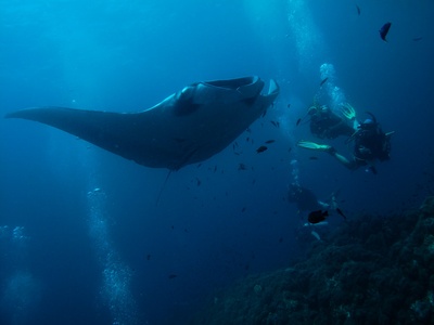 Giant manta