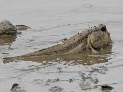 Giant mudskipper