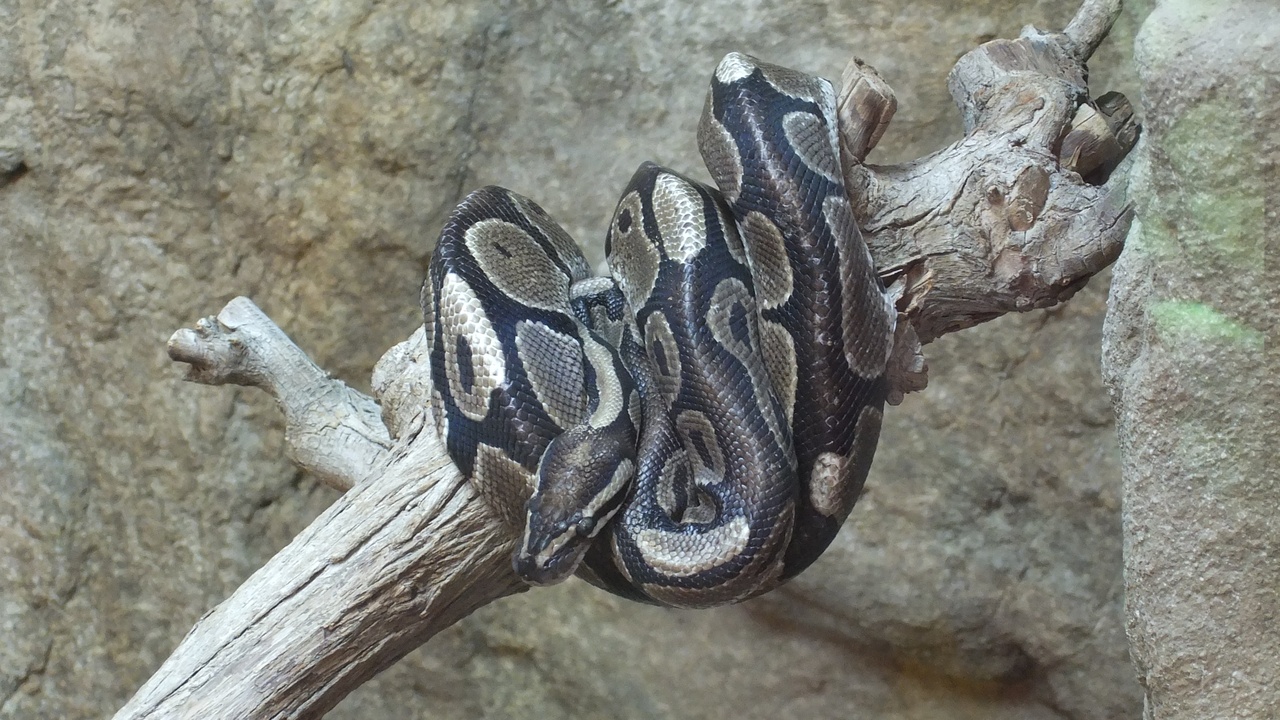 Green anaconda resting in water with its head above the surface