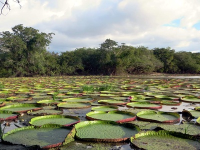 Giant water lily