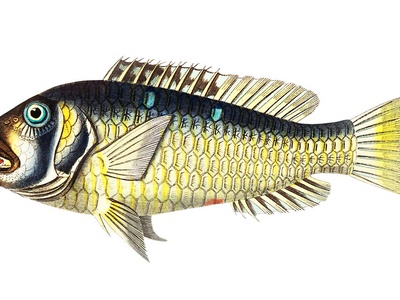 Gilt-head bream