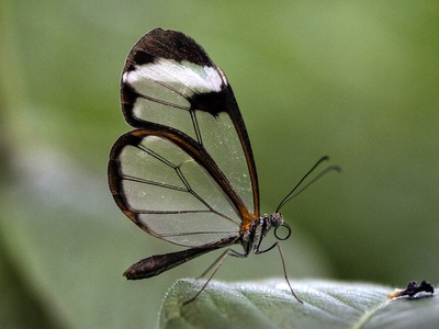 Glasswing butterfly