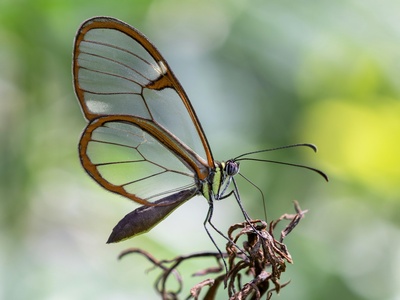 Glasswing butterfly