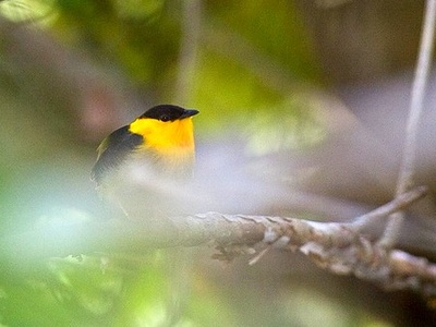 Golden-collared Manakin