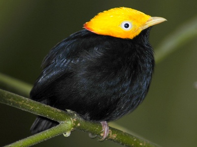 Golden-headed Manakin