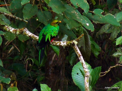 Golden-headed Quetzal