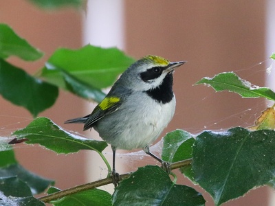 Golden-winged Warbler
