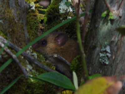 Golden Oldfield mouse