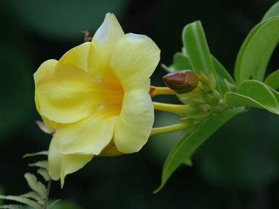 Golden trumpet (ipê amarelo da seca)