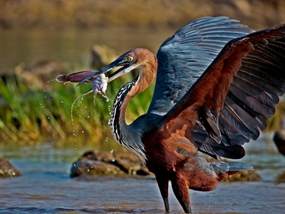 Goliath heron