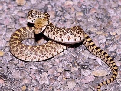 Gopher snake
