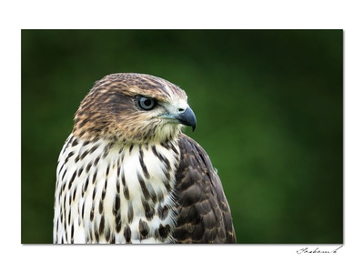 Goshawk