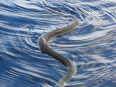 Grass snake