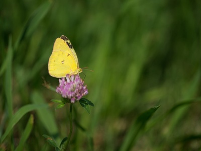 Grass yellow