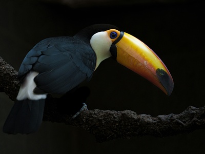 Gray-breasted Mountain-Toucan