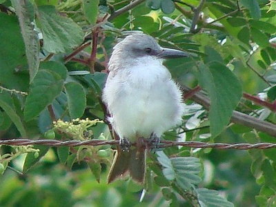 Gray kingbird