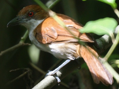 Great Antshrike