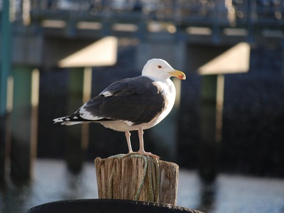 Great Black-backed Gull