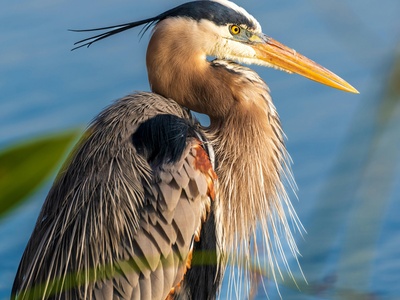 Great blue heron