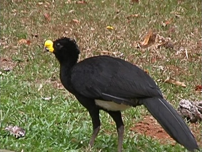 Great curassow