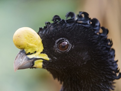 Great curassow