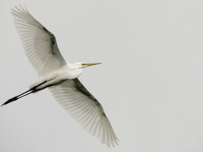 Great egret