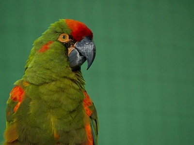 Great Green Macaw