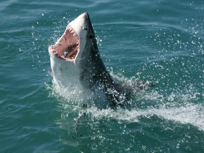 Great white shark