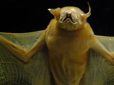 Greater Bulldog Bat