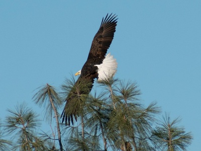 Greater spotted eagle