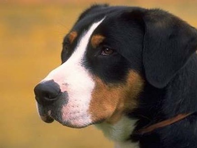 Greater Swiss Mountain Dog