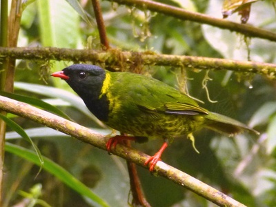 Green-and-black Fruiteater