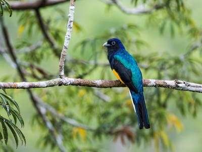 Green-backed Trogon