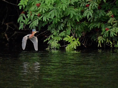 Green heron